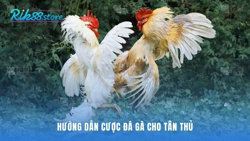 Cá cược với quy trình 3 bước Nạp-Chọn-Cược đơn giản