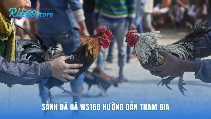 Tham gia cá cược với lộ trình đơn giản nhất