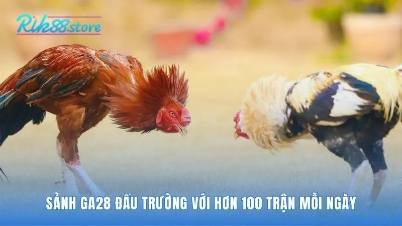 Sảnh GA28 quy tụ hơn 100 trận đấu HD mỗi ngày