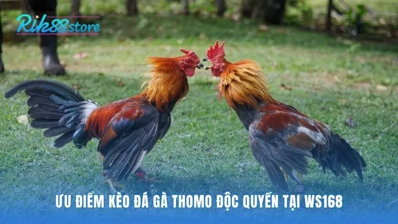 Ưu điểm kèo Thomo là trải nghiệm xem 4K chân thực