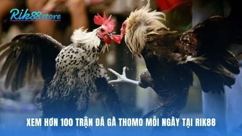 Xem đá gà Thomo qua livestream 4K cùng bình luận viên